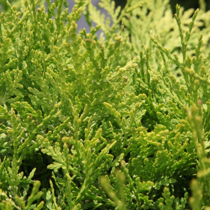6415_023650_Thuja_occidentalis_Danica_Aurea_close_up[1].png
